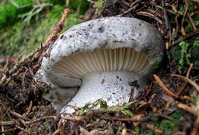 2005 :  Un anno di funghi